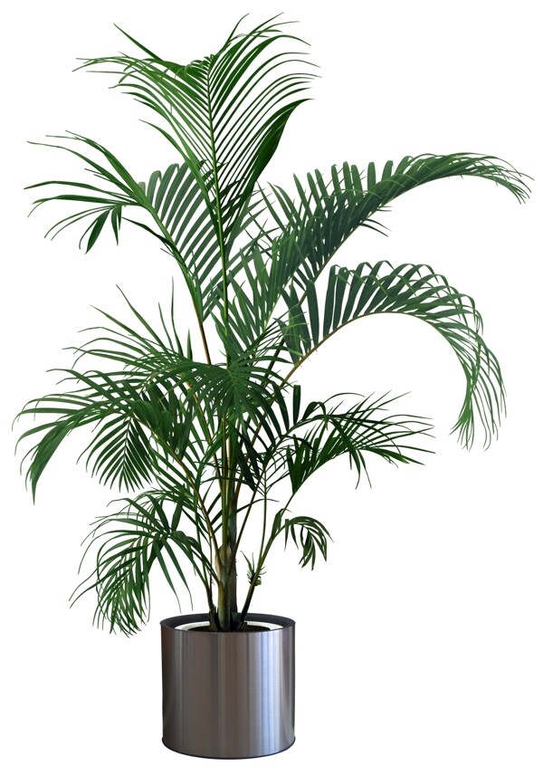 室内装饰植物图片