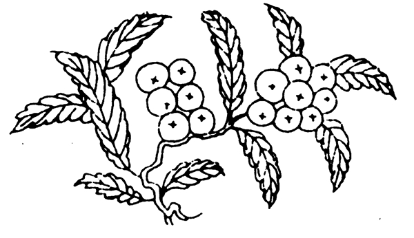 花鳥圖案元明時(shí)代圖案中國傳統(tǒng)圖案076