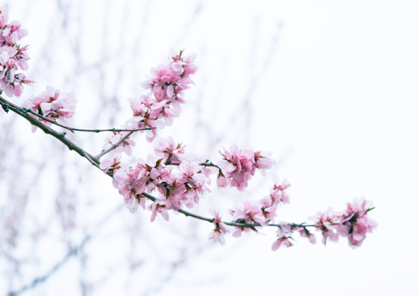 桃花圖片