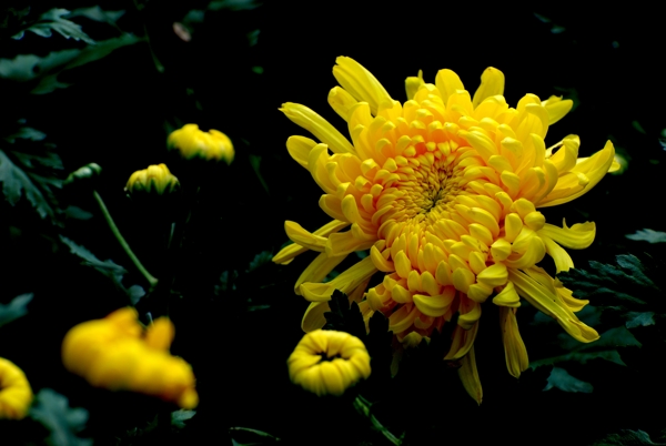 菊花圖片