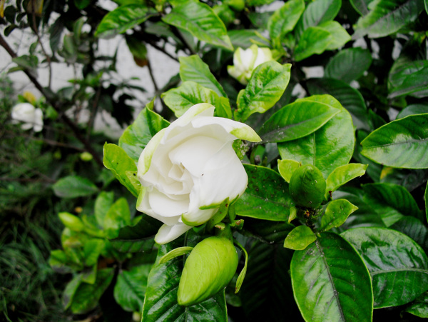 梔子花開(kāi)