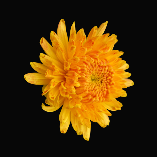 位圖植物花朵菊花寫實花卉免費素材
