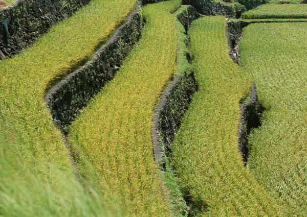水稻稻田