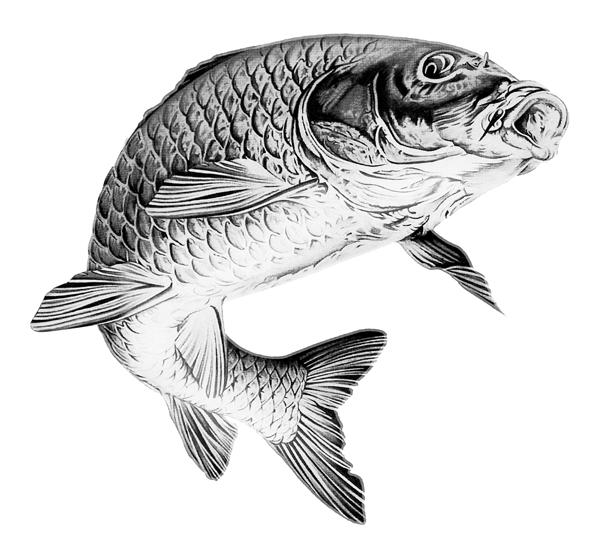 鱼饵鲤鱼包装素材黑白