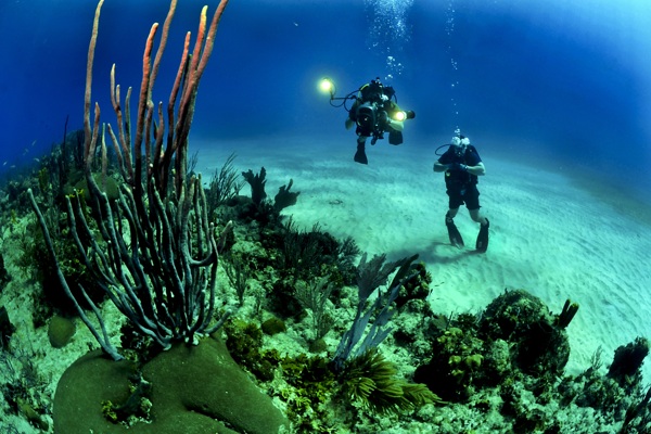 潜水员珊瑚