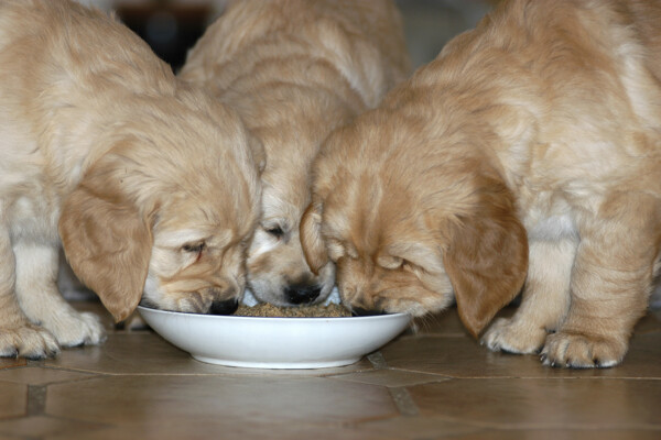 吃食物的三只宠物狗