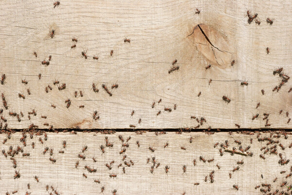 木板上的蚂蚁图片
