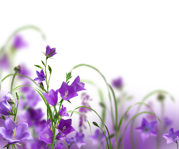 紫色花朵背景素材图片下载