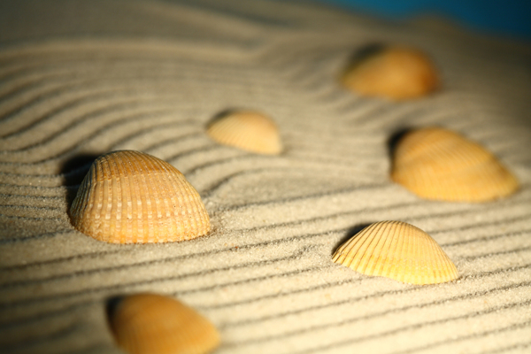沙滩沙纹贝壳图片