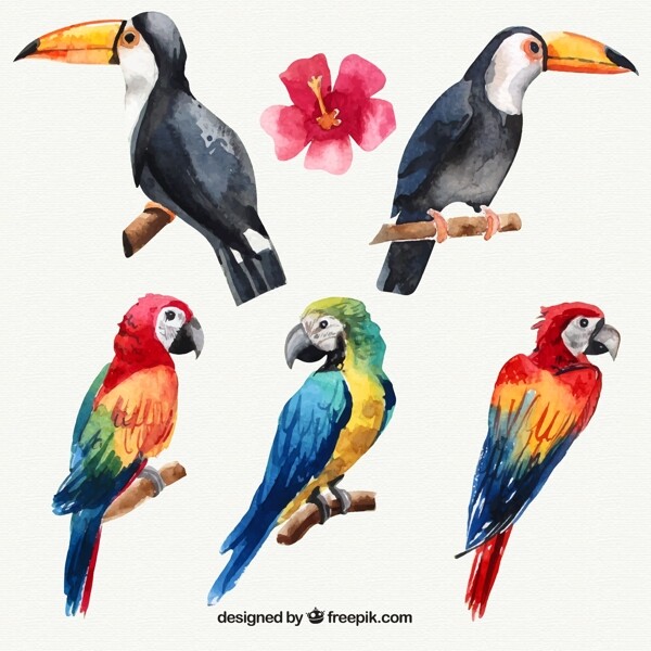 水彩绘2个大嘴鸟和3个鹦鹉设计矢量素材