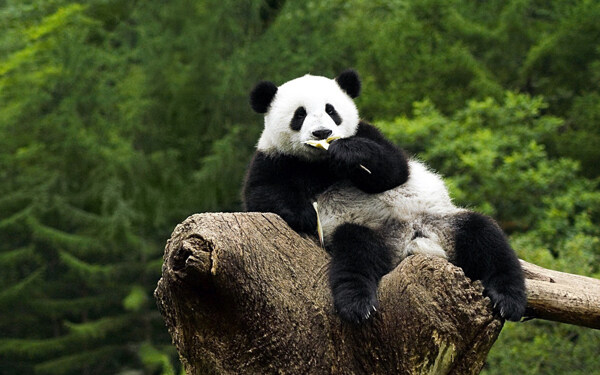 可爱动物大熊猫