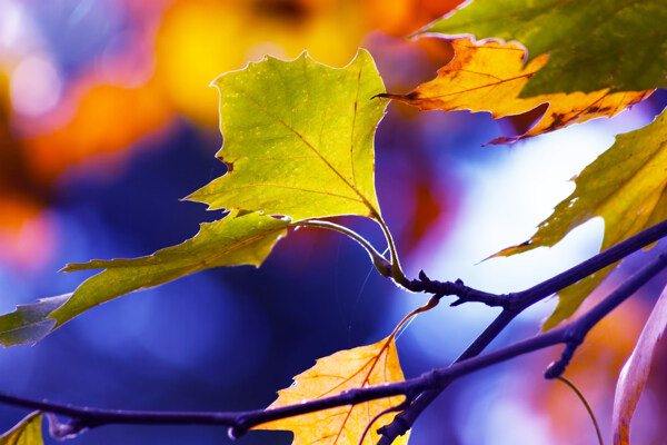秋天里的树叶摄影图片