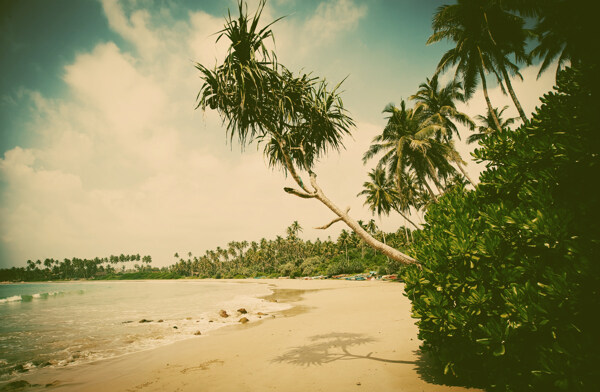 美丽的蓝天白云椰子树图片