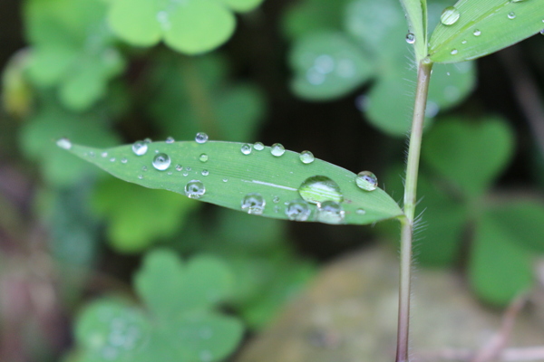 雨滴