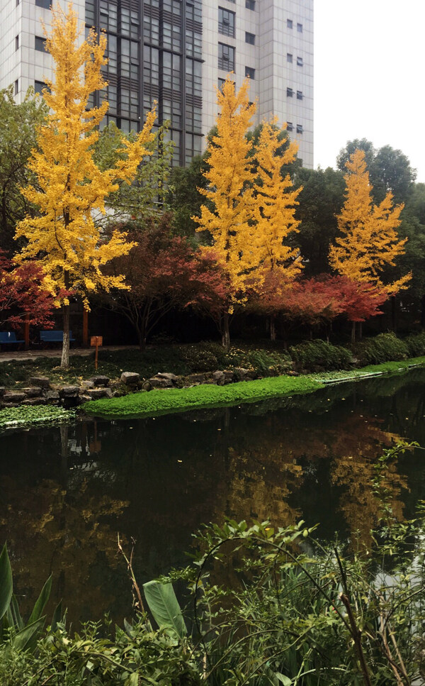 紅楓銀杏