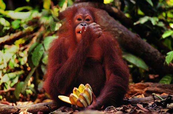 大猩猩吃香蕉高清图片