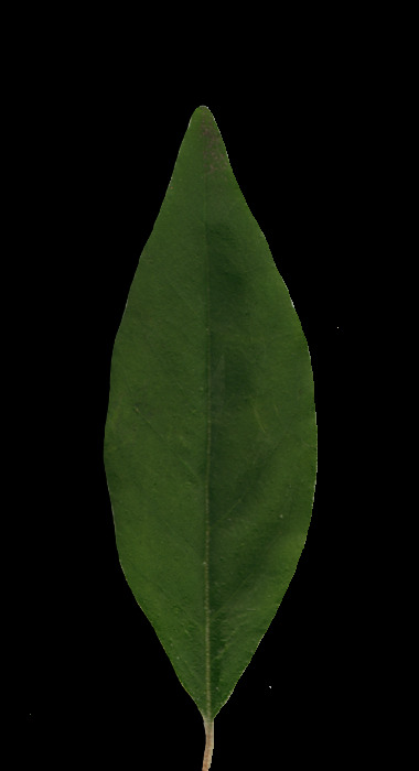 植物3D模型素材20080503更新47
