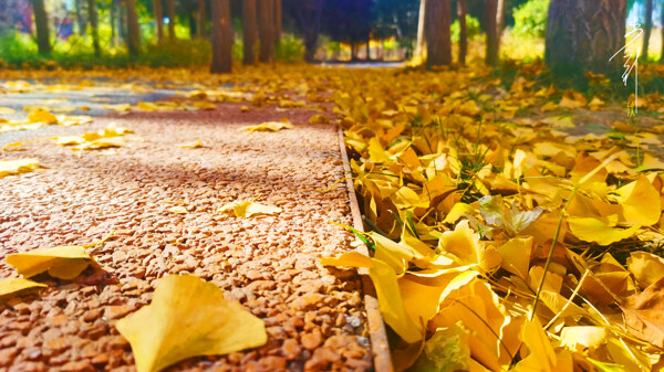 秋天的银杏叶路面图片