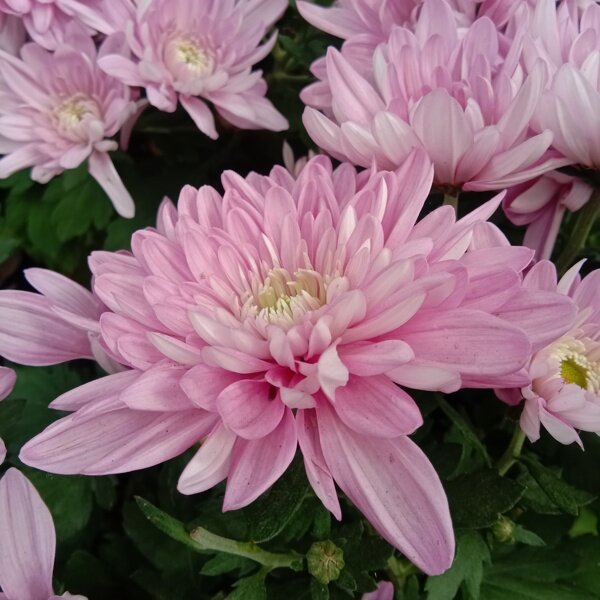 花团锦簇粉色菊花图片