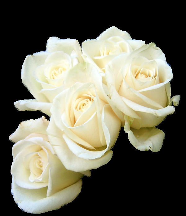 白色玫瑰花png元素素材