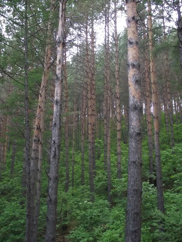 森林樟子松树林松树林
