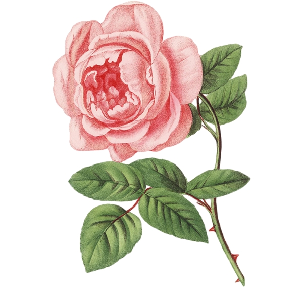 手绘玫瑰花素材图片