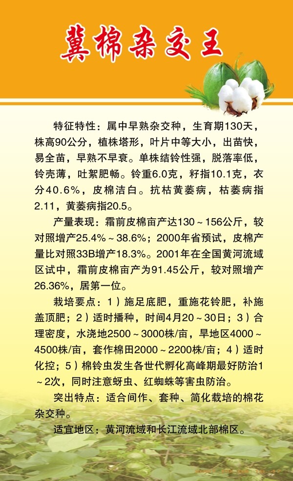 冀棉之王簡(jiǎn)介圖片