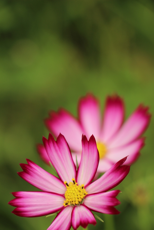 格桑花圖片