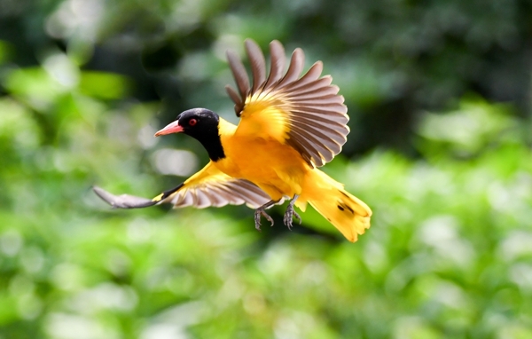 黑头黄鹂鸟图片