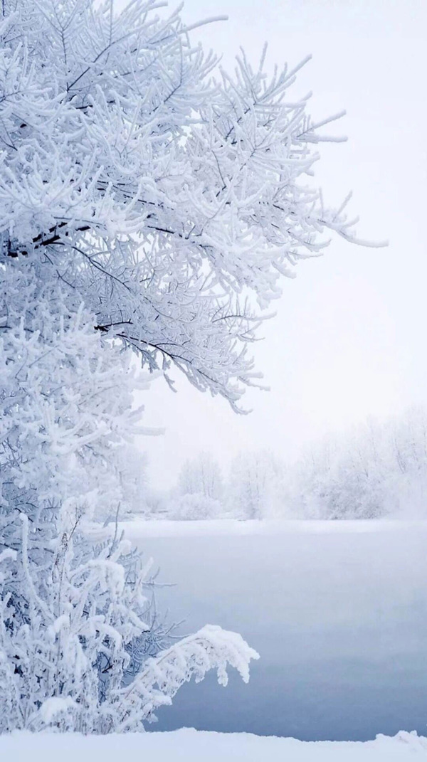 冬季雪花樹枝H5背景素材