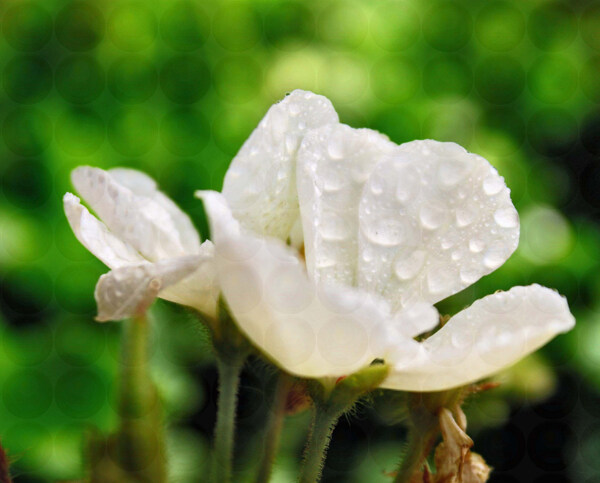 位圖植物攝影寫實花卉花朵數(shù)碼照片免費素材