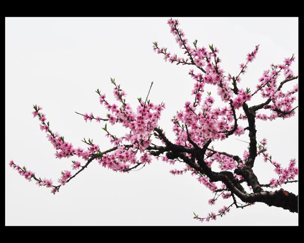 桃花圖片