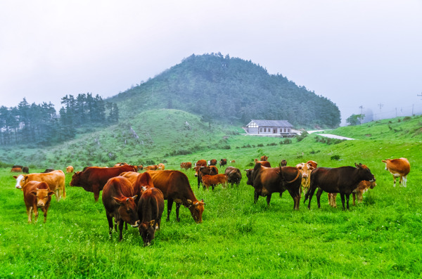 重庆千野草场风景