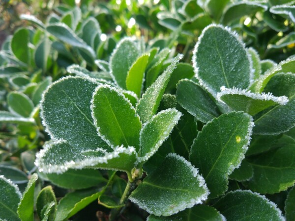 冰霜綠葉雪