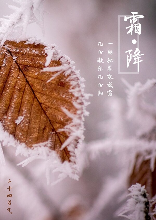 二十四節(jié)氣霜降海報(bào)