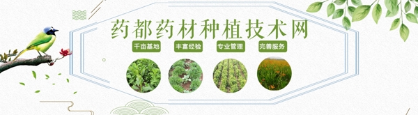 藥材輪播中藥輪播