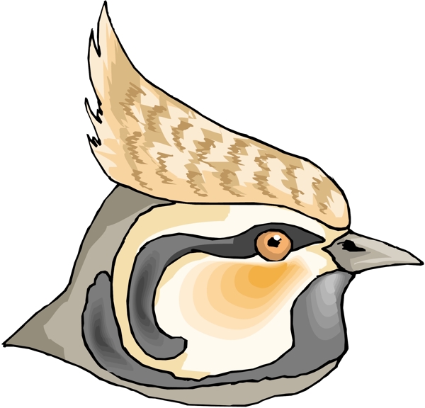 各種鳥類鳥動物矢量素材EPS格式1112