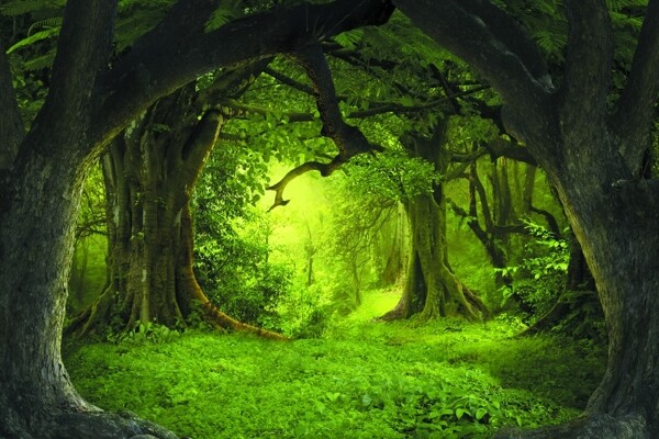 幽静的原始深林树洞环装饰图图片