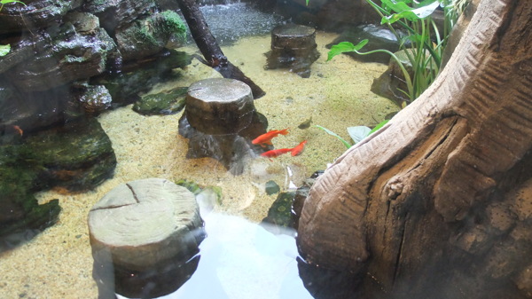 自在的小魚圖片
