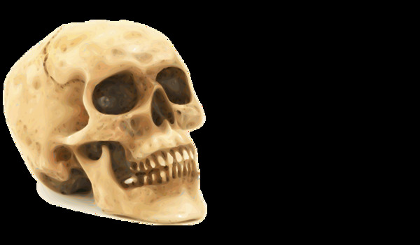 人的头骨结构图片免抠png透明图层素材