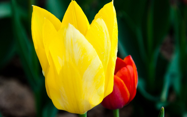 位圖植物花朵寫(xiě)實(shí)花卉郁金香免費(fèi)素材
