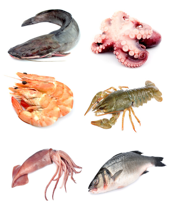 魚(yú)類(lèi)與蝦圖片