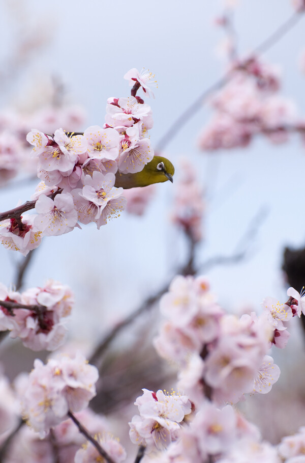 春櫻攝影素材