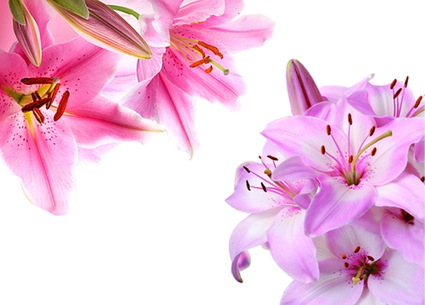 百合花