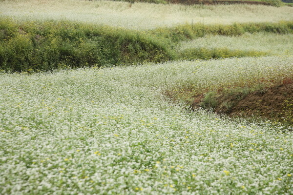 蕎麥花海小黃花圖片