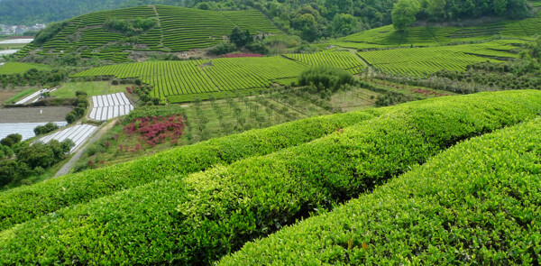 金谷村茶山圖片