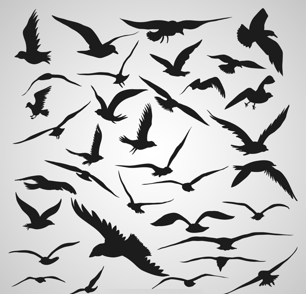 鸟类黑白剪影素材图片