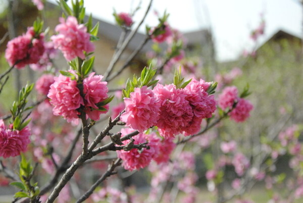 桃花圖片
