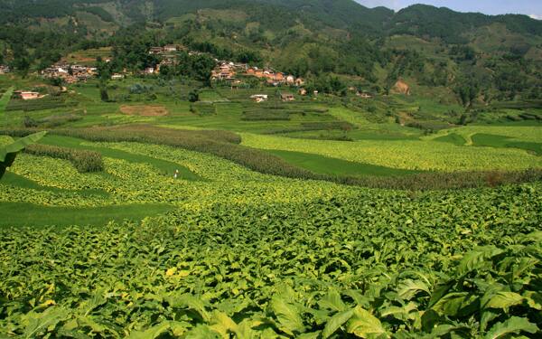 美麗山野農(nóng)田圖片