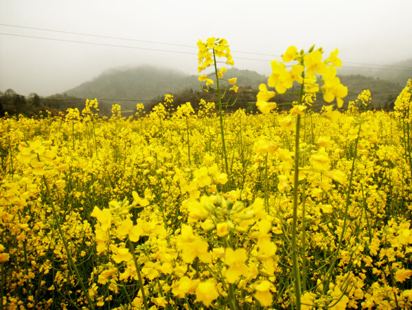油菜花田圖片